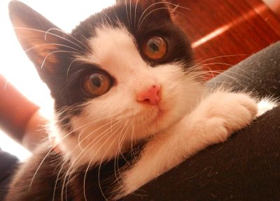 Лот: 3344935. Фото: 1. Кошечка только в добрые ручки. Кошки, котята