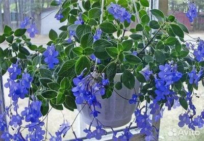 Лот: 21363527. Фото: 1. Стрептокарпелла голубая, детка. Горшечные растения и комнатные цветы