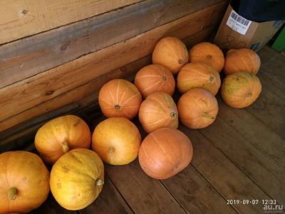 Лот: 14500553. Фото: 1. тыква россиянка оранжевая от 5-10... Другое (семена, рассада, садовые растения)
