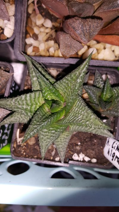Лот: 11540079. Фото: 1. Хавортия limifolia nigra (суккулент... Горшечные растения и комнатные цветы