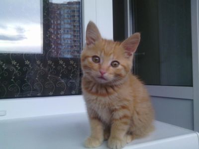 Лот: 6152767. Фото: 1. Курильский бобтейл-девочка. Кошки, котята