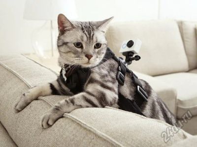 Лот: 14914196. Фото: 1. Крепление на собаку, кошку, животных... Штативы, держатели