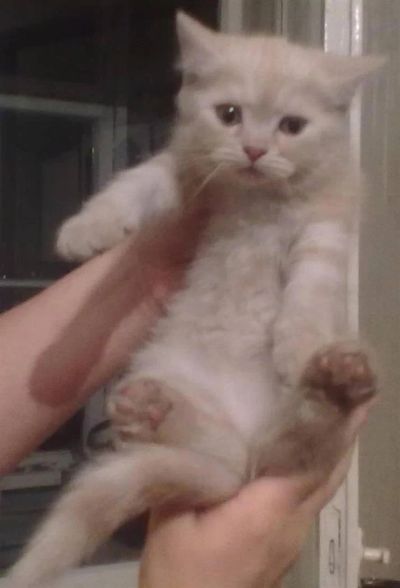 Лот: 3225958. Фото: 1. Отдам котёнка. Кошки, котята