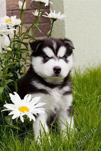 Лот: 2074973. Фото: 1. Щенки хаски!. Собаки, щенки