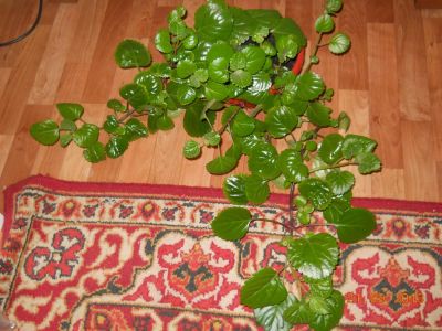 Лот: 1557139. Фото: 1. Плектрантус. Горшечные растения и комнатные цветы