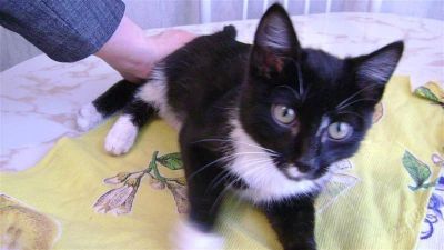 Лот: 693199. Фото: 1. Котенок-подарок с доставкой по... Остальные животные
