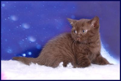 Лот: 3836352. Фото: 1. Кошечки Британской короткошерстной... Кошки, котята