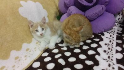 Лот: 6926517. Фото: 1. подарю светлого красивого котёнка. Кошки, котята