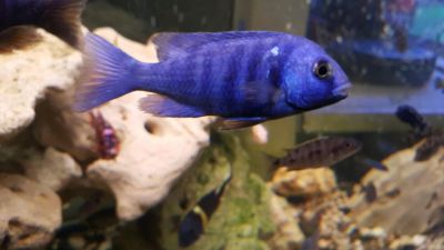 Лот: 7018670. Фото: 1. Плацидохромис фенохилус (Placidochromis... Рыбки