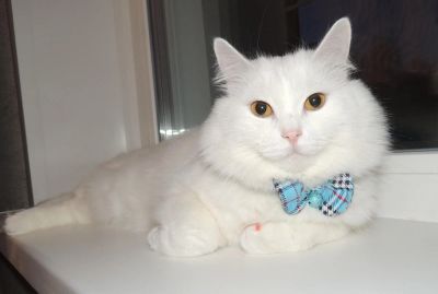 Лот: 5041110. Фото: 1. Кошечка Миса ищет заботливого... Кошки, котята