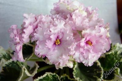 Лот: 2815545. Фото: 1. Лист сортовой фиалки "Pink Chablis... Горшечные растения и комнатные цветы