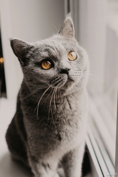 Лот: 13643162. Фото: 1. Кошка Британской породы. Кошки, котята