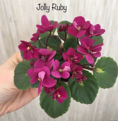 Лот: 12842619. Фото: 1. Мини фиалка Jolly Ruby (стартер... Горшечные растения и комнатные цветы
