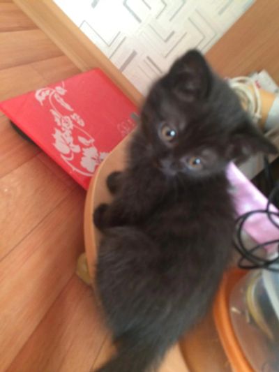 Лот: 9766480. Фото: 1. Котёнок в добрые руки. Кошки, котята