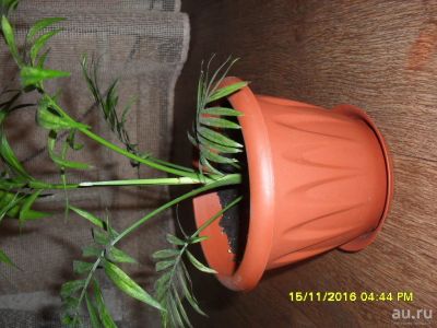 Лот: 8284833. Фото: 1. пальма ховея без горшка 110. Горшечные растения и комнатные цветы