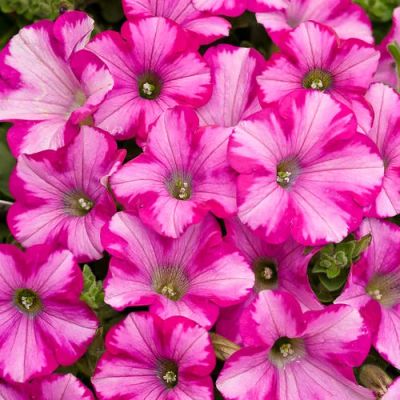 Лот: 5183063. Фото: 1. Супертуния Raspberry Blast 2. Другое (семена, рассада, садовые растения)
