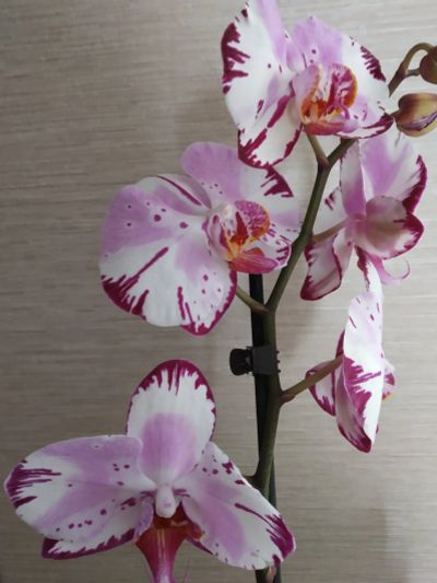 Лот: 12121233. Фото: 1. Орхидея фаленопсис (цветёт). Горшечные растения и комнатные цветы