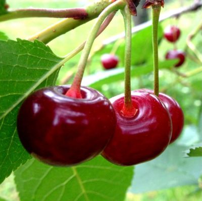 Лот: 17455185. Фото: 1. Саженец вишни. Декоративные кустарники и деревья