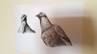 Лот: 11510336. Фото: 1. Рисунок "Голуби". Картины, рисунки
