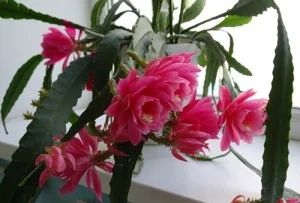 Лот: 11406059. Фото: 1. Эпифиллум розовый, укорененный... Горшечные растения и комнатные цветы