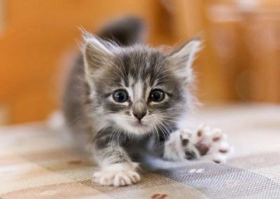 Лот: 6704797. Фото: 1. КОТята. Кошки, котята