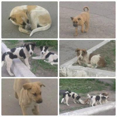 Лот: 5726687. Фото: 1. Щенки от крупных собак!. Собаки, щенки