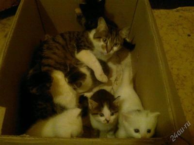 Лот: 1681153. Фото: 1. Отдам милых котят в хорошие руки. Кошки, котята