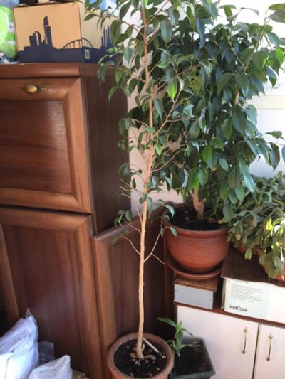 Лот: 11436624. Фото: 1. Фикус Бенджамина. Горшечные растения и комнатные цветы