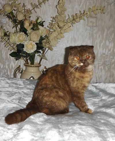 Лот: 3579710. Фото: 1. Шотландская вислоухая кошка. Кошки, котята