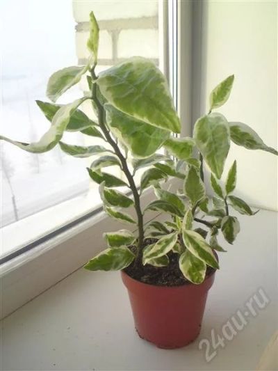 Лот: 621131. Фото: 1. педилантус. Горшечные растения и комнатные цветы