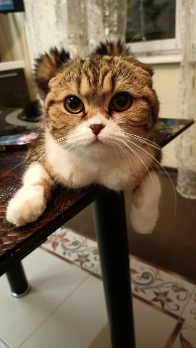 Лот: 18037068. Фото: 1. Кошечка шотландская ищет жениха. Кошки, котята