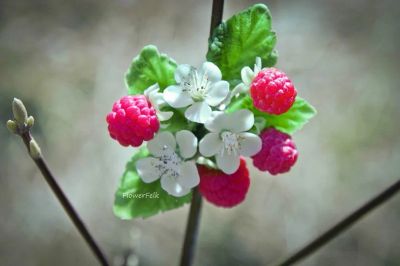 Лот: 7436353. Фото: 1. заколка-брошь с малиной. Заколки, вееры, расчёски