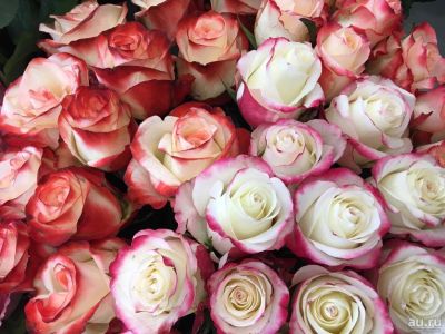 Лот: 13861886. Фото: 1. Розы Микс / Эквадор. Свежие цветы