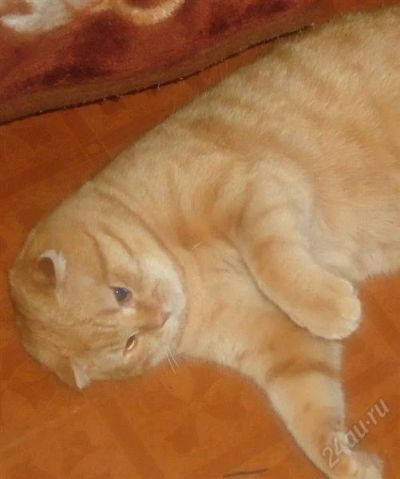 Лот: 2629326. Фото: 1. Котик. Кошки, котята