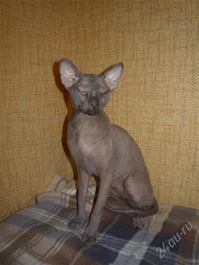 Лот: 2303380. Фото: 1. Голыш. Кошки, котята