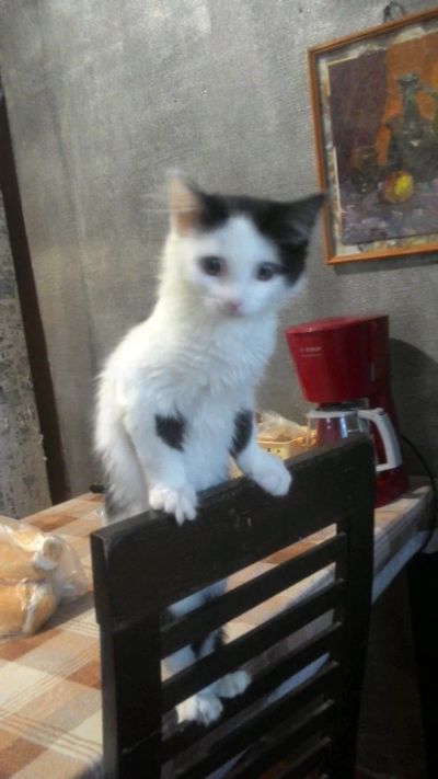 Лот: 14392791. Фото: 1. Котик Ме. Кошки, котята