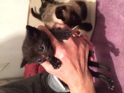 Лот: 4498485. Фото: 1. Отдам котят в хорошие руки. Кошки, котята