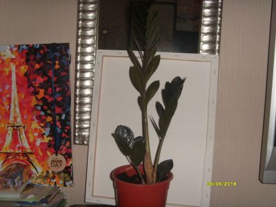 Лот: 11626638. Фото: 1. Замиокулькас Черный RAvEN 3. Горшечные растения и комнатные цветы