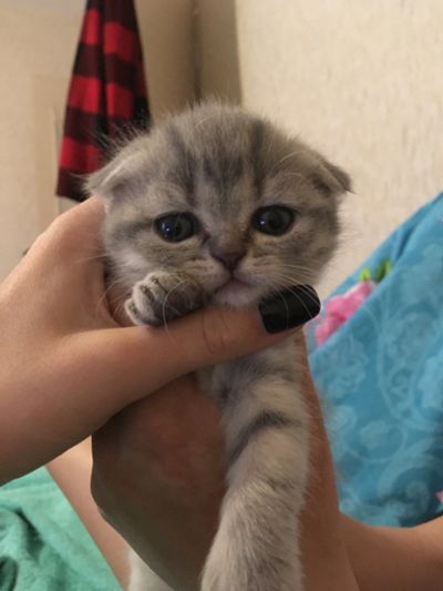 Лот: 11580319. Фото: 1. Котята шотландские, британские. Кошки, котята