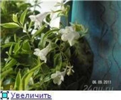 Лот: 1542548. Фото: 1. абелия пестролистная (цветы пахнут... Горшечные растения и комнатные цветы