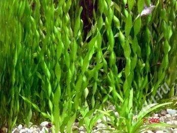 Лот: 1711861. Фото: 1. VALLISNERIA SPIRALIS. Водные растения