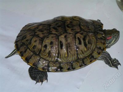 Лот: 517079. Фото: 1. Красноухие черепахи. Остальные животные