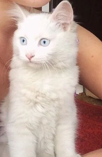 Лот: 8524903. Фото: 1. Кошка. Кошки, котята