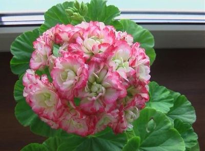 Лот: 13399790. Фото: 1. Пеларгония Appleblossom Rosebud... Горшечные растения и комнатные цветы