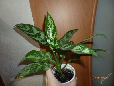 Лот: 2416964. Фото: 1. Аглаонема Мария. Горшечные растения и комнатные цветы