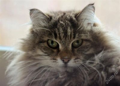 Лот: 2376866. Фото: 1. котята от Сибирской кошки. Кошки, котята