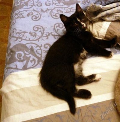 Лот: 2446822. Фото: 1. Котенок девочка. Кошки, котята