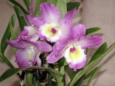 Лот: 11472554. Фото: 1. орхидея Дендробиум Нобиле+подарок... Горшечные растения и комнатные цветы