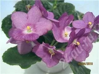 Лот: 320165. Фото: 1. листик фиалки 01. Горшечные растения и комнатные цветы