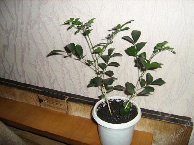 Лот: 925536. Фото: 1. мурайя-. Горшечные растения и комнатные цветы